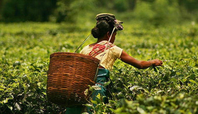 Erratic rain, rising temperatures hit Assam tea gardens