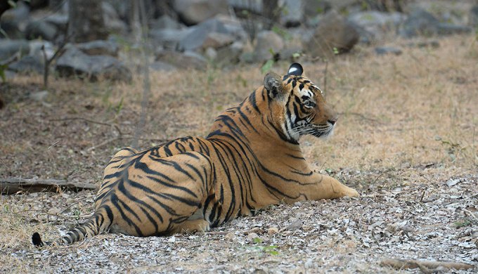 India reports a 30% increase in the tiger numbers over the last four years (Image by Koshy Koshy)