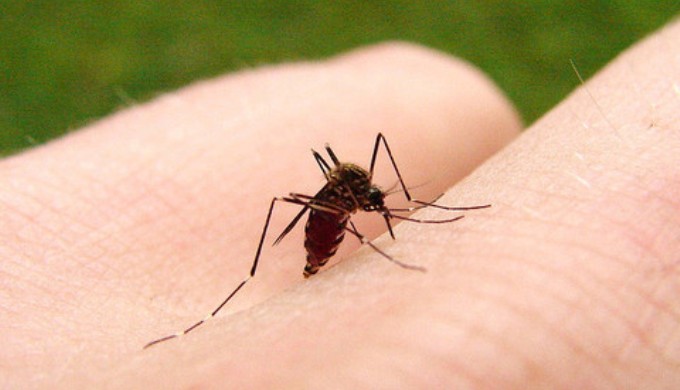 Several global studies have pointed to the connect between dengue and climate change. (Image by jon hayes)