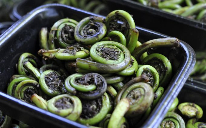 Many varieties of dhekia xaak (fiddlehead fern), which are extensively used in Assamese cuisine are disappearing with the changing climate. (Image by Wikimedia)