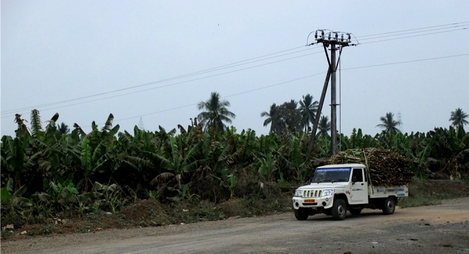 A banana grove near the foundation stone (Image by S. Gopikrishna Warrier) 