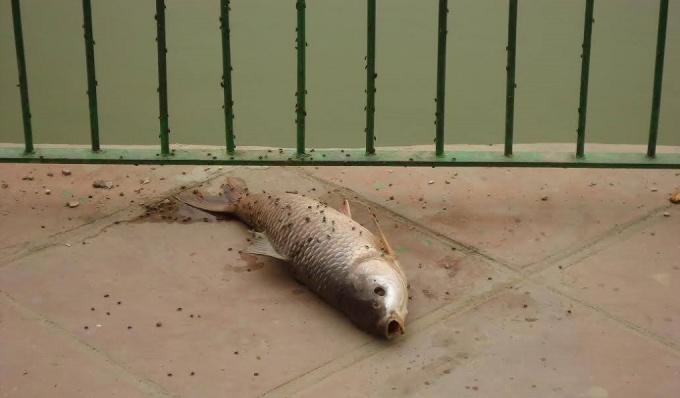 In July 2013 the lake’s surroundings became a graveyard of fish (Image by Richa Chaudhary) 