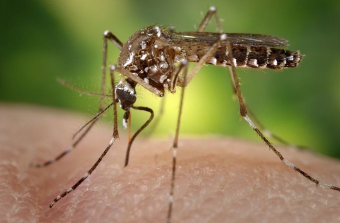 Climate change increases risk of Zika virus, experts say
