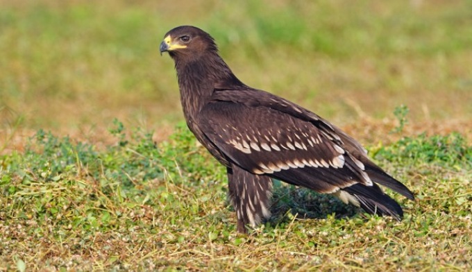 Greater Spotted Eagle, a bird that is usually found in dry areas of West Pakistan, Gangetic plains and north-eastern region is now being spotted in Kerala since 2001. (Image by Dileep Anthikad)