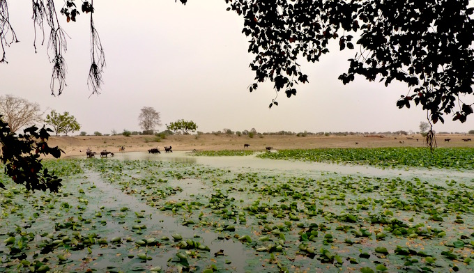 An old village pond in Hamirpur district still retains water because it was built keeping in mind the contours of the land. (Image by Soumya Sarkar)
