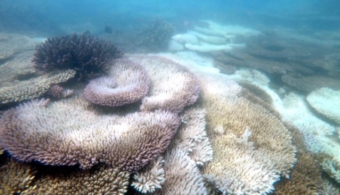 Bleached table coral in Gulf of Mannar (Photo by SDMRI)