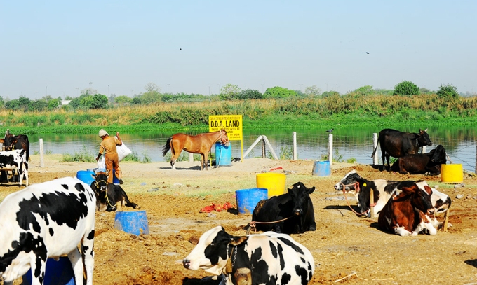A dairy on the Yamuna floodplain, on land declared to belong to the Delhi Development Authority, near Sonia Vihar 
