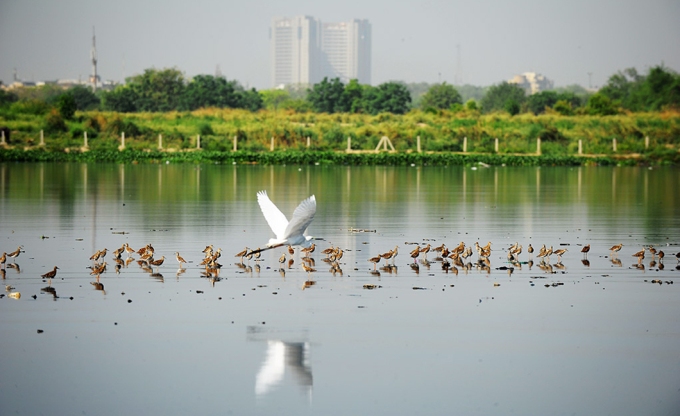 However polluted, the Yamuna is still home to many birds 