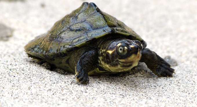 A three-striped roofed turtle.
