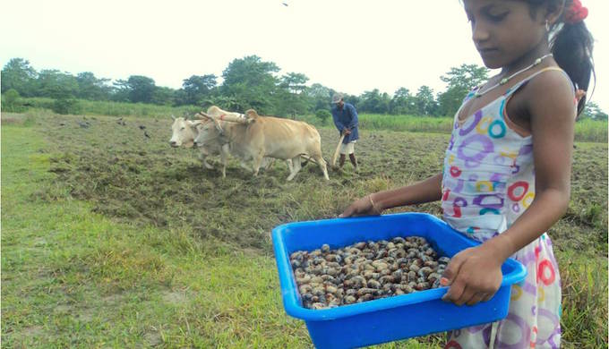The Majuli beetle turns from pest to delicacy