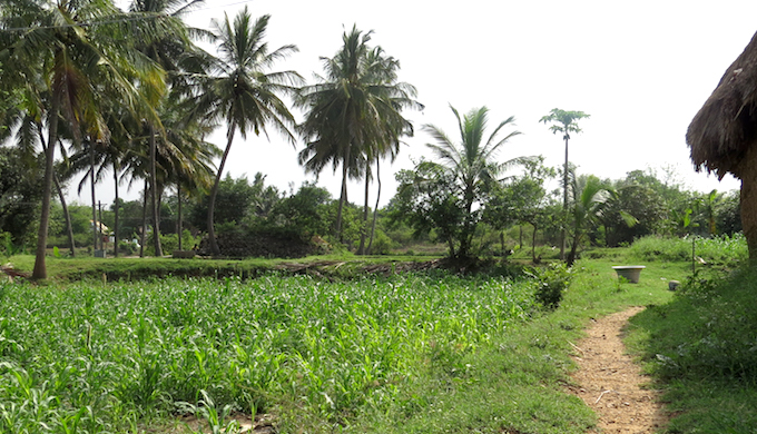A millet farm in Jawadhu Hills in Tamil Nadu. (Photo by Jency Samuel)