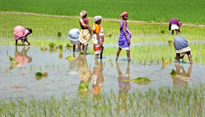 Sowing paddy in Tamil Nadu. (Photo by Michael Foley)