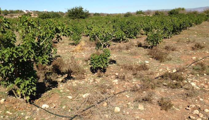 Jatropha plantation in the Tensift region of Morocco. Note the pipes for drip irrigation. (Photo by Joydeep Gupta)