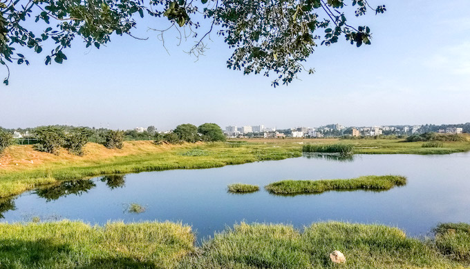 Bengaluru's wetlands have shrunk due to rapid urbanisation. (Photo by Mike Prince)