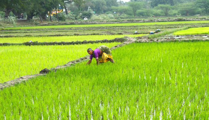 A woman tending to rice paddies in India. (Photo by ADM Institute for the Prevention of Postharvest Loss