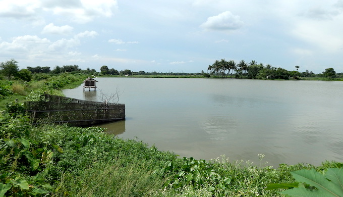 Wastewater fisheries are a unique feature of Kolkata wetlands. (Photo by Sudeshna Ghosh)
