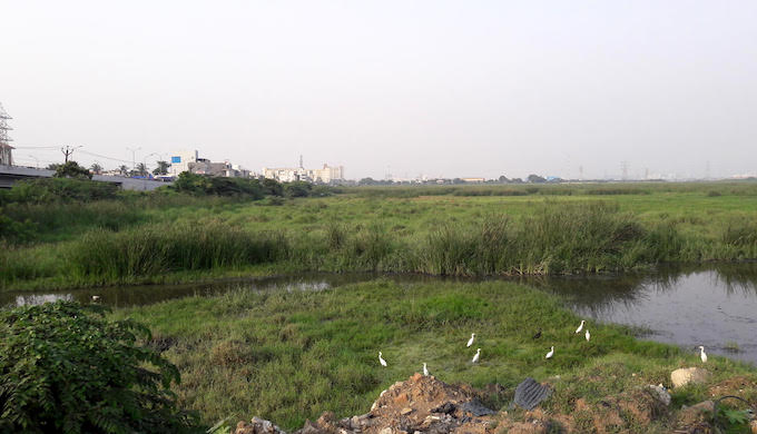 The Pallikaranai Marsh in the southern part of the city with water streams draining into it (Photo by S. Gopikrishna Warrier)