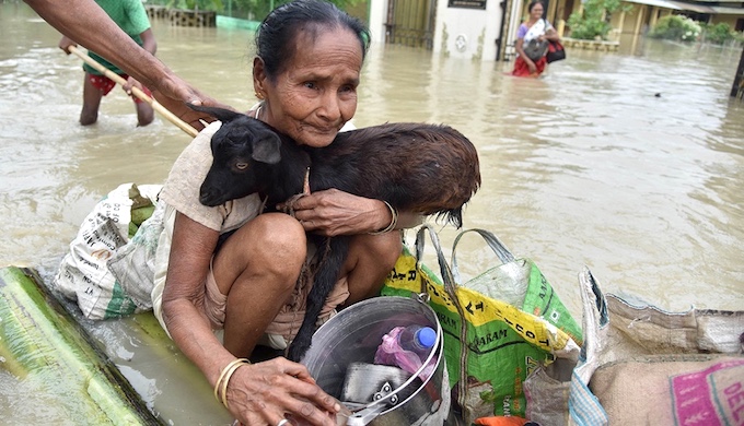 A flood affected resident of Jakhalabandha, on the south bank of the Brahmaputra in Assam, being evacuated on a raft on August 13, along with the family’s livestock (Photo by Biju Boro)