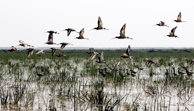 Climate change could deal body blow to migratory birds - India Climate  Dialogue