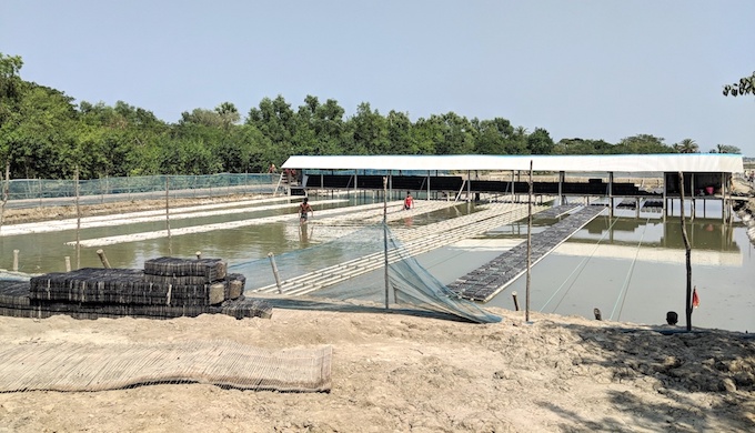 Japanese appetite drives mud crab farming in the Sundarbans