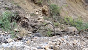 Many link roads in several villages of Garhwal have been swept away and the debris deposited in the agricultural fields after the construction of all-weather highway started (Photo by Viral Bug Films)