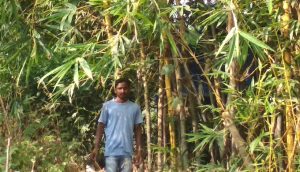 A farmer in front of a bamboo groove (Photo by Hiren Kumar Bose)