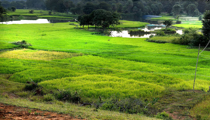 A view of Gaighat, once a dry wasteland that has now been transformed into lush farmland