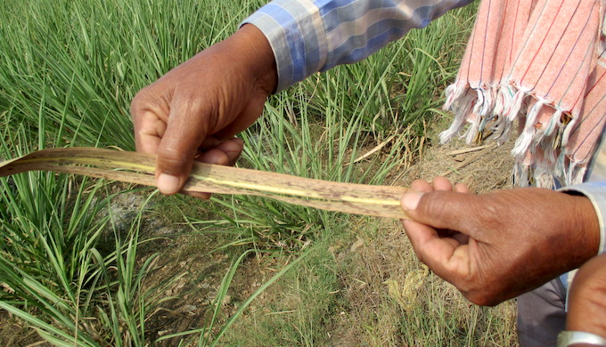 A farmer shows sugarcane leaf infected with rust disease (Tarun Kanti Bose)