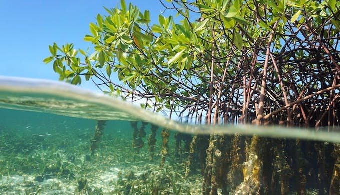Mangroves play a life-saving role for coastal communities (Photo by Damsea)
