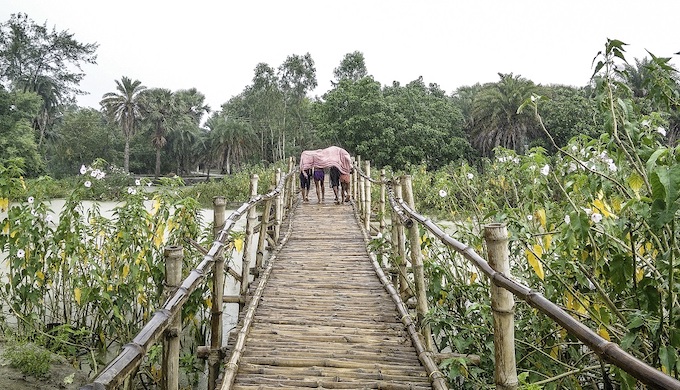 A group of children huddled under a single gamcha (traditional multipurpose cloth towel) while it rains, crossing a small bamboo bridge built on the backwaters of the Ganga in West Bengal