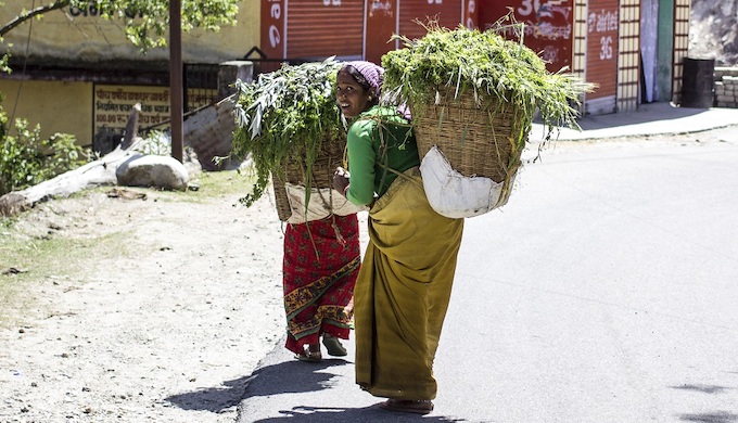 Women carrying fodder back home from the mountains in Uttarakhand