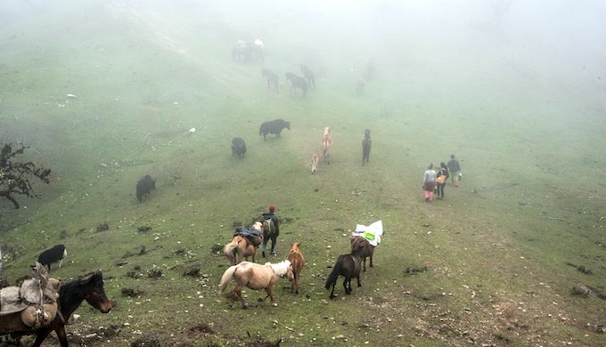 A group of Brokpa herders going to the grazing ground at Mago in Arunachal Pradesh, along a route that crosses three high-altitude passes (Photo by Ritayan Mukherjee)