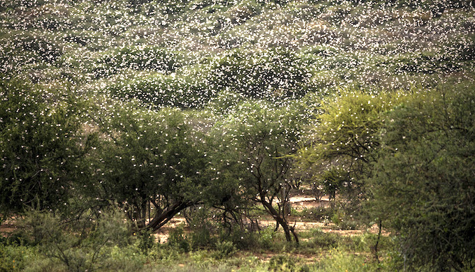 A desert locust swarm in a forested area in eastern Africa (Photo by Sven Torfinn/FAO)