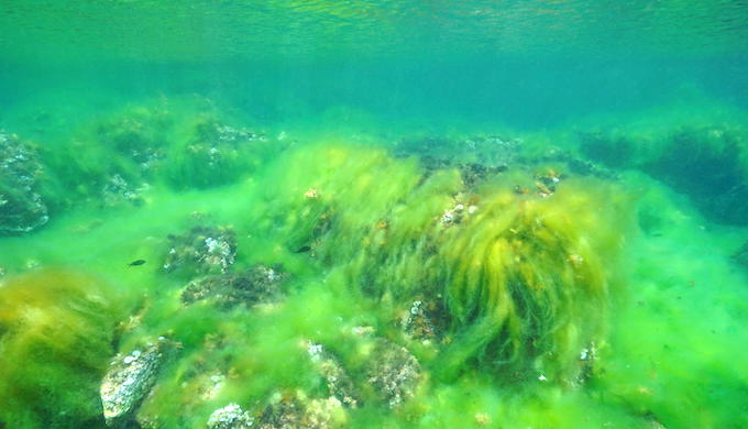 Warming Himalayas cause deadly algal bloom in Arabian Sea