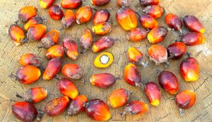 The fruits of palm oil (Photo by Alamy)