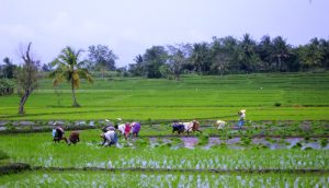 Farmers transplanting rice in India (Photo by Flickr)