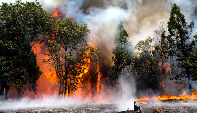 There has been unprecedented wildfires across the world, which are attributed in part to climate change (Photo by Michael Routh/Alamy)