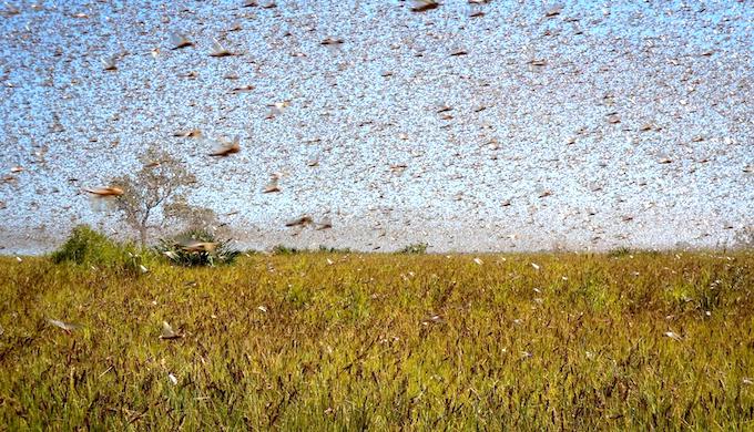Locust swarms have ruined crops in South Asia in 2020 (Photo by FAO)