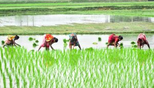 Nitrogen-based fertilisers make crops grow more abundantly but also contribute heavily to global warming (Photo by Nandalal Sarkar/Pixabay)  