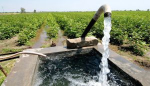 Irrigating a cotton plant field in Gujarat, India (Photo by Alamy)