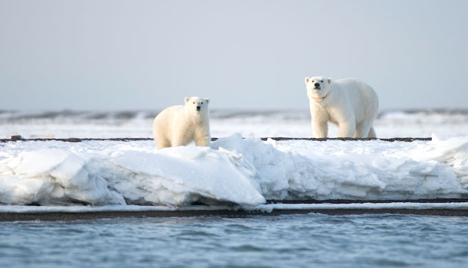 Polar bears in the Arctic (Photo by Steven J. Kazlowski/Alamy