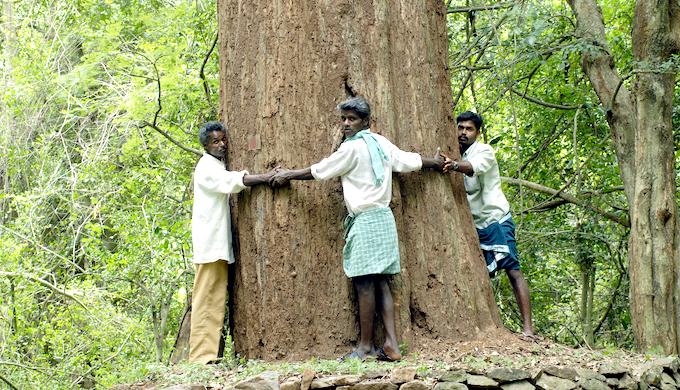 People hugging a giant rose wood tree in the Nilgiris Biosphere Reserve in Tamil Nadu, India (Photo by Alamy)
