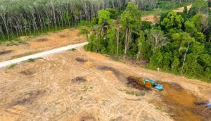 An excavator is used to destroy rainforest to make way for oil palms in Thailand (Photo by Alamy)